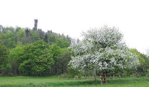 Wildapfel am Geisingberg